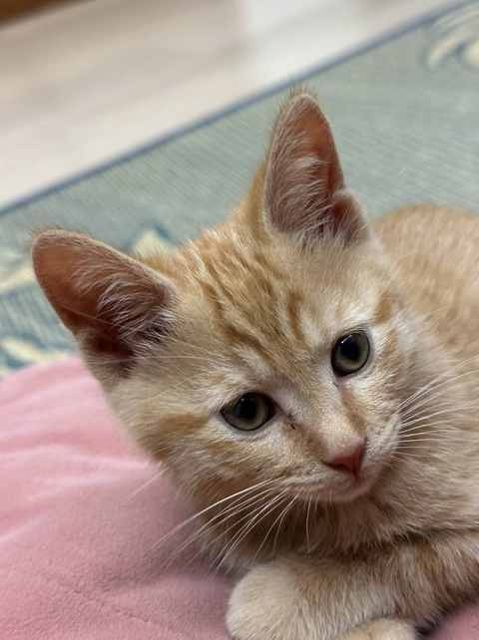 刚到家的小猫